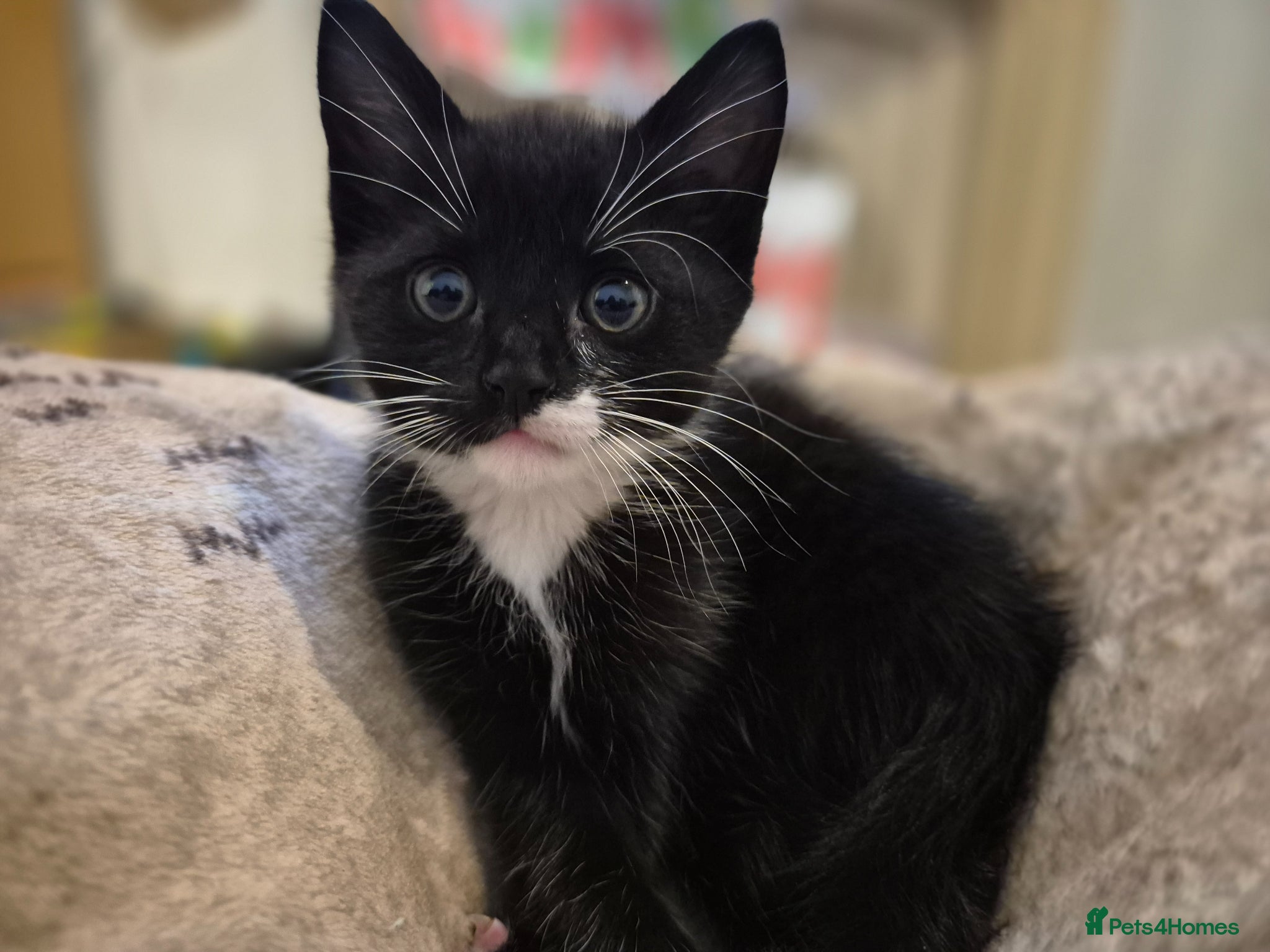 Domestic Shorthair cats Adorable Kittens For Sale - Advert 3