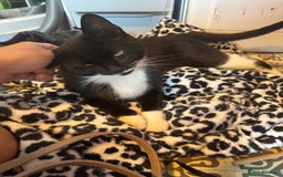 Mixed Breed cats for sale: Two beautiful fluffy girls kittens  - Image 9