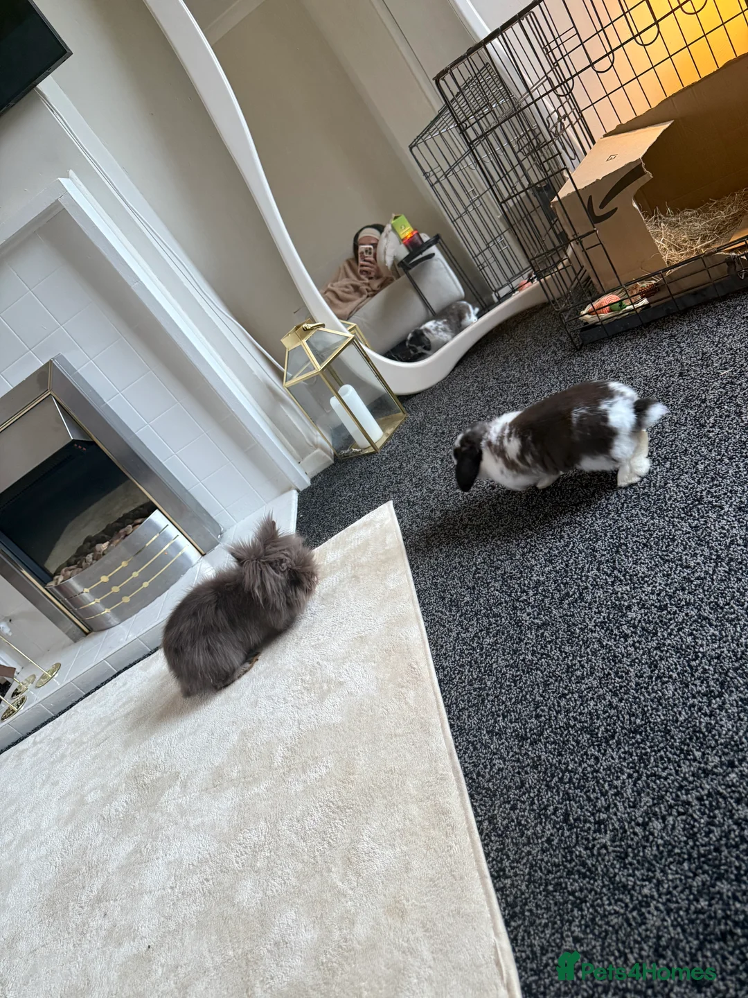 Angora rabbits for sale: Baby angora - Advert 5