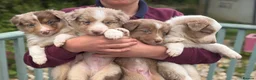 Border Collie dogs for sale: Border collie puppies - Advert 15