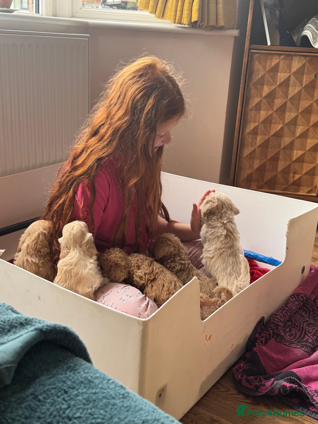 Cockapoo dogs for sale: Wonderful snuggle buddy  - Image 15