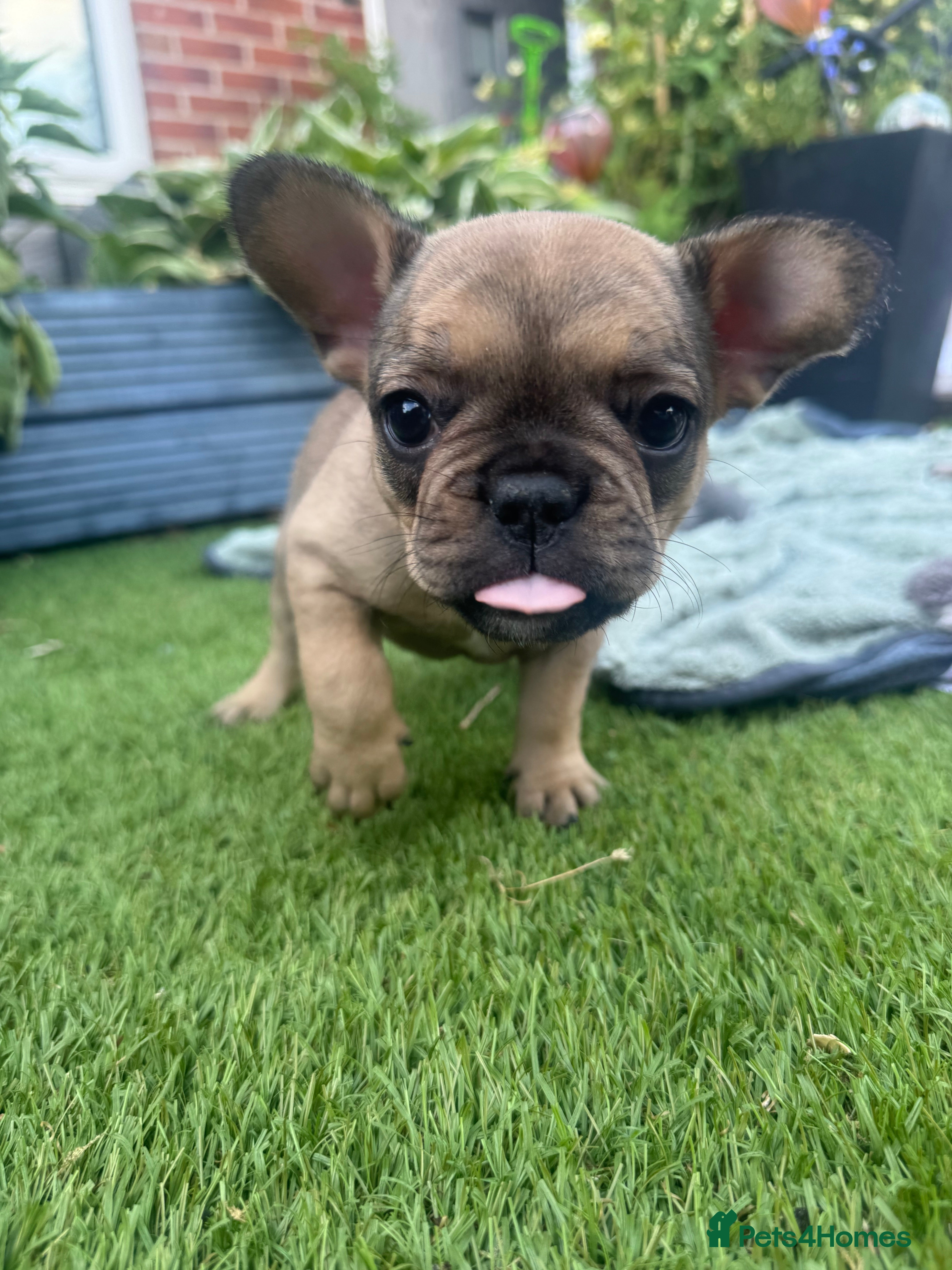 French Bulldog dogs 5 Chunky French Bulldog Puppies  - Advert 2