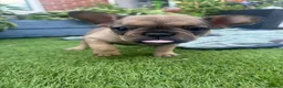 French Bulldog dogs for sale: 5 Chunky French Bulldog Puppies  - Advert 2