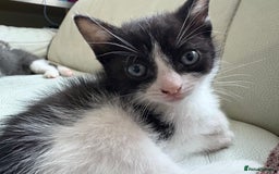 Mixed Breed cats for sale: Kittens for sale - Image 28