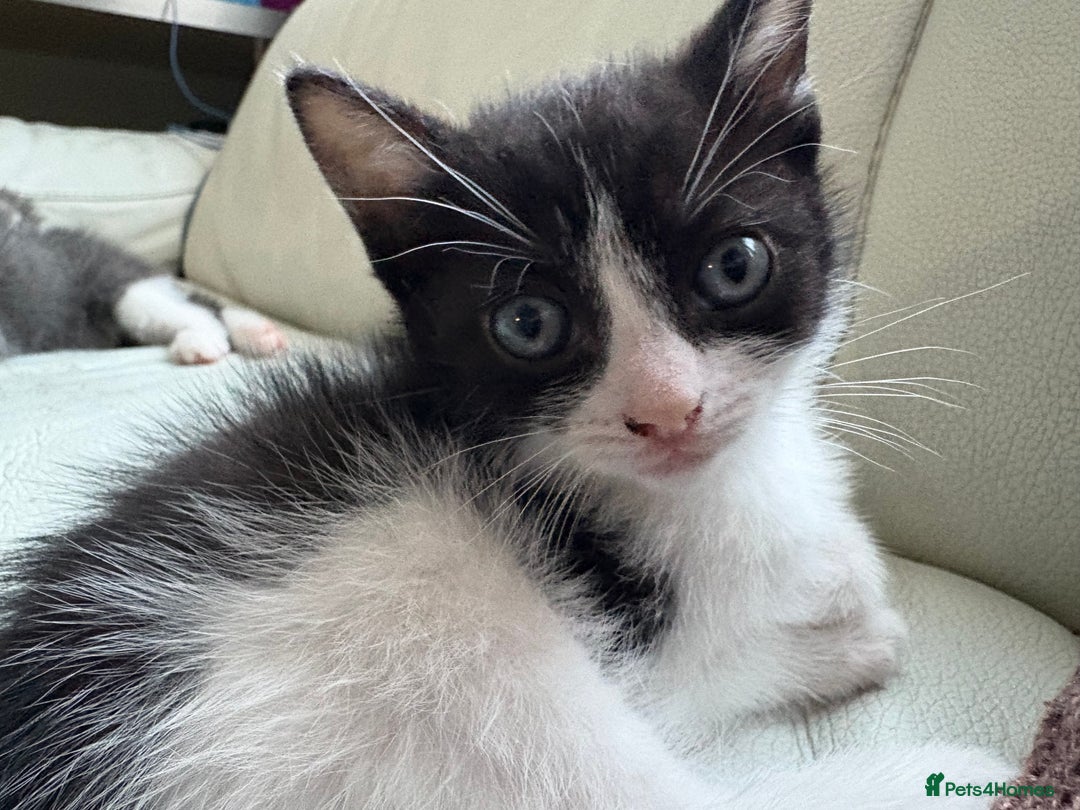 Mixed Breed cats for sale: Kittens for sale - Image 28