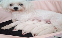 Maltese dogs for sale: Maltese puppies - Image 10