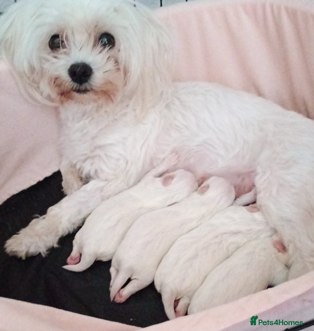 Maltese dogs for sale: Maltese puppies - Image 10