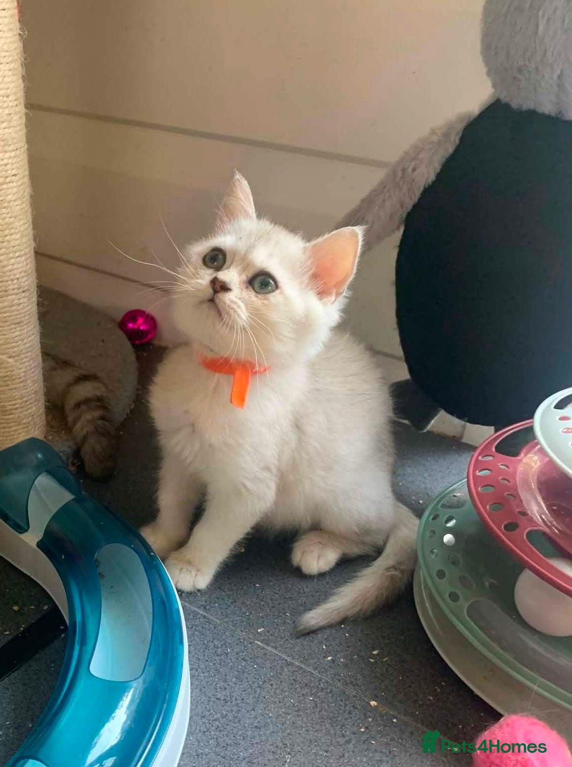 British Shorthair cats BSH 11 weeks old Rare Shaded colours  - Advert 2