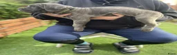 Cane Corso dogs for sale: Born With Presence, Raised With Purpose in Bournemouth - Advert 15