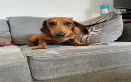 Dachshund dogs for stud: Dash hound  - Image 1
