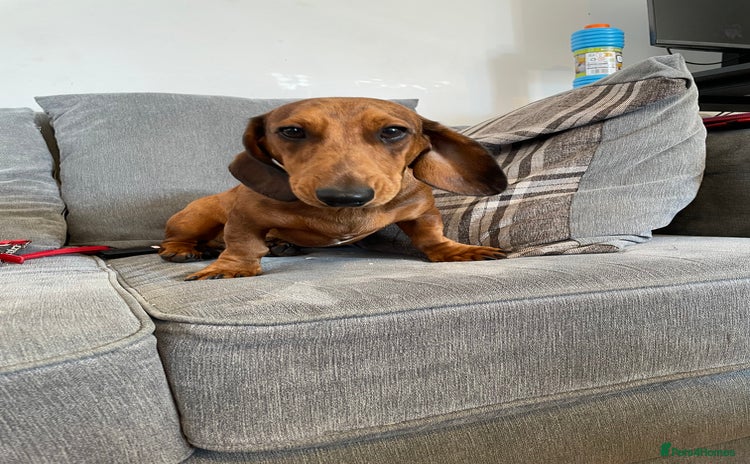Dachshund dogs - Advert 1