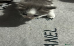Mixed Breed cats for sale: Fluffy kittens ready soon  - Image 5
