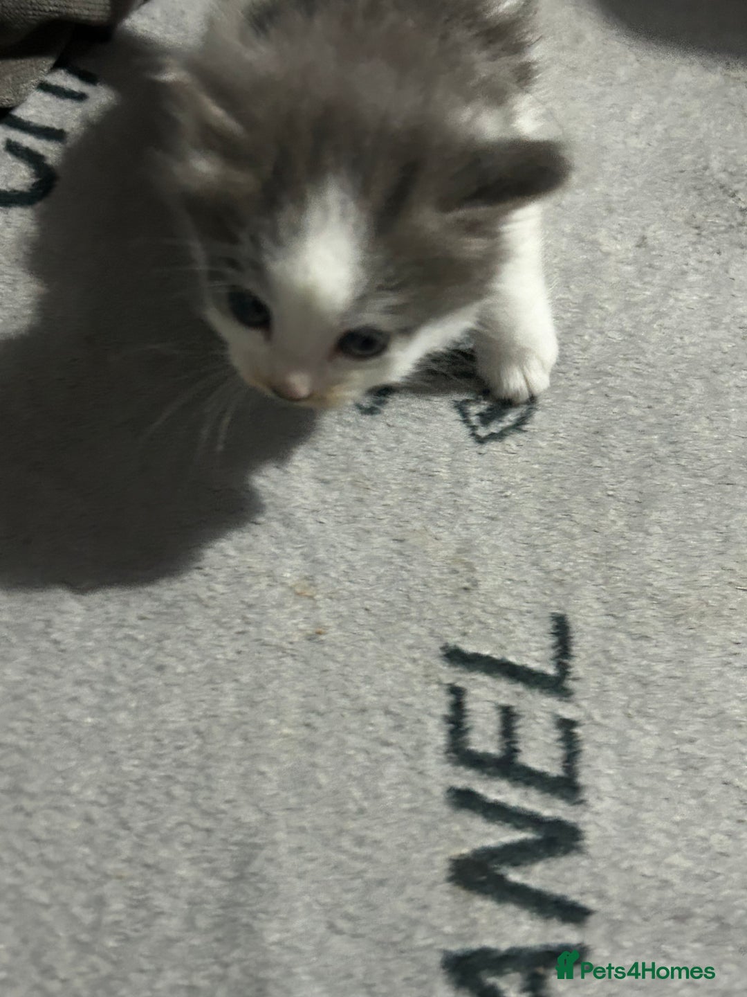 Mixed Breed cats for sale: Fluffy kittens ready soon  - Image 5