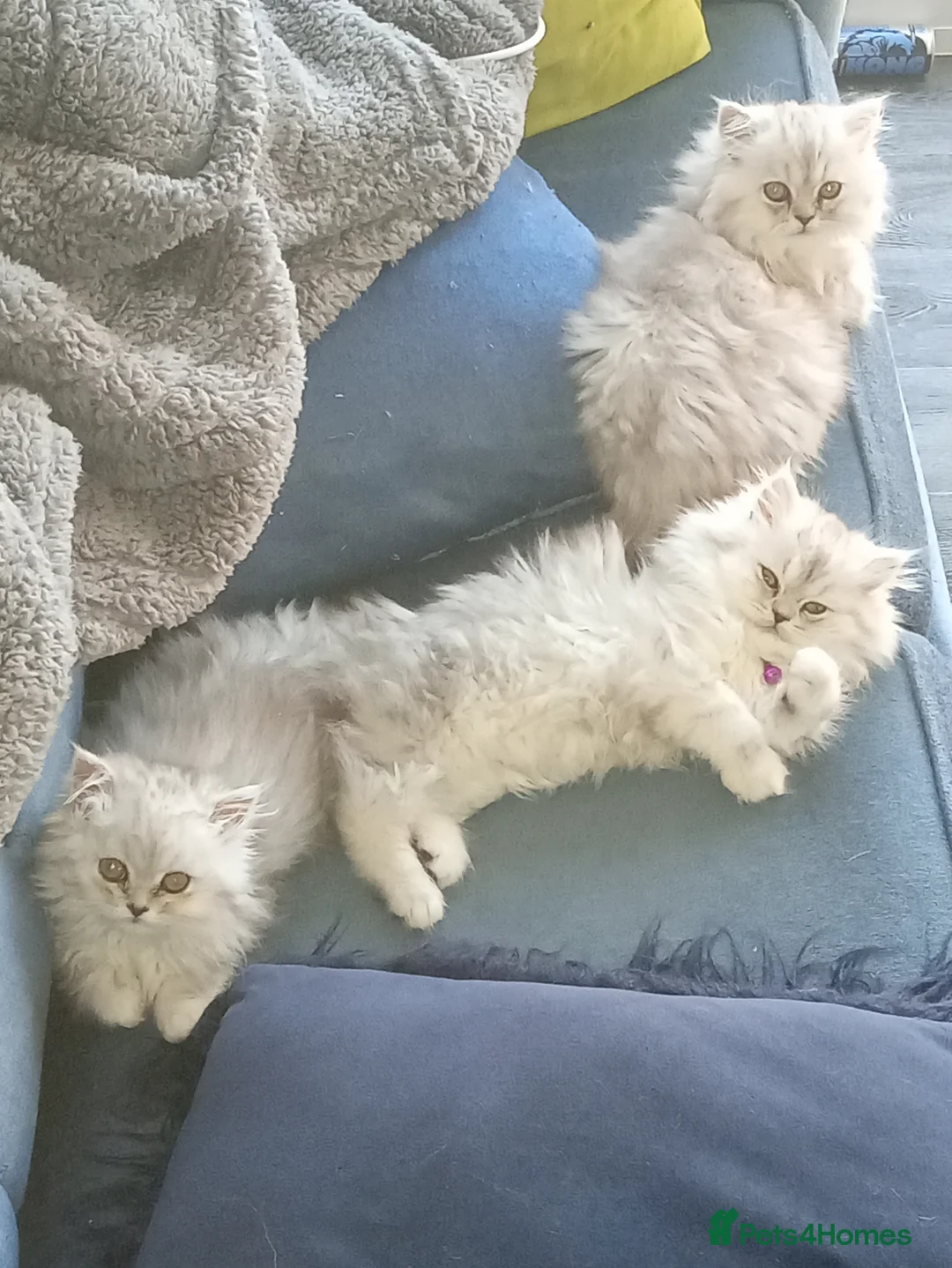 Persian cats for sale: Silver & White Persian Boys Available  in Beverley - Advert 4