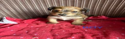 Jack Russell dogs for sale: Jack Russell puppies  - Advert 16