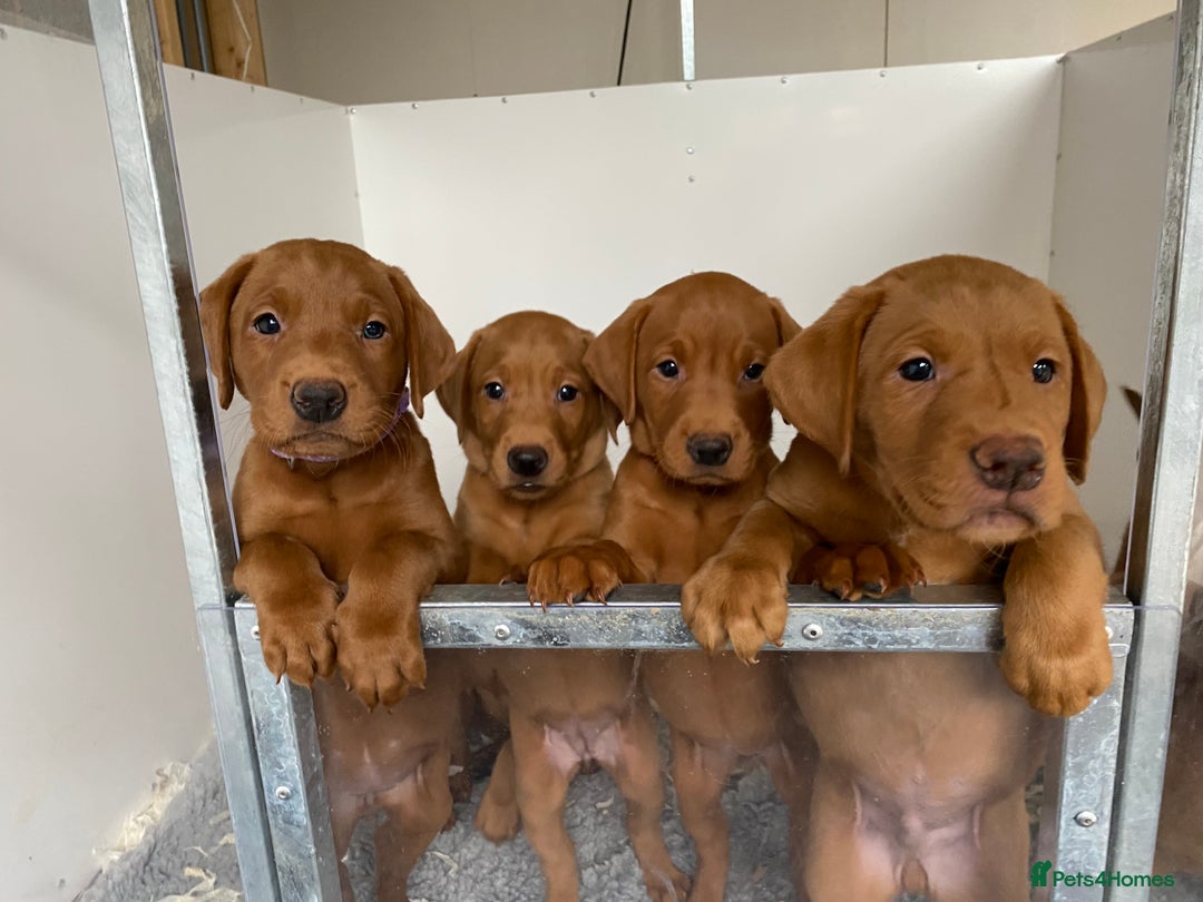 Labrador Retriever dogs for sale: Outstanding quality Darkest Fox Red Labrador pups - Advert 6