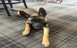 Belgian Shepherd Dog dogs for sale: Dutch/belgian herder/malinois FEMALE ready to go!! - Image 3