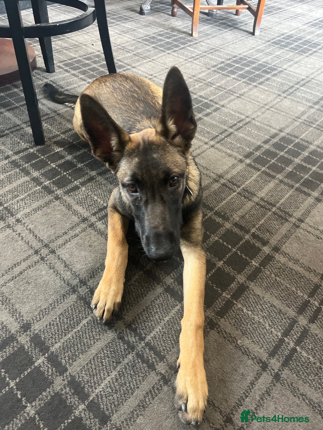 Belgian Shepherd Dog dogs for sale: Dutch/belgian herder/malinois FEMALE ready to go!! - Image 3