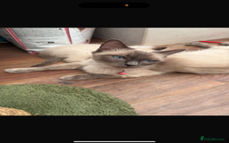 Ragdoll cats for sale: *STUNNING* litter of ragdolls  - Image 16