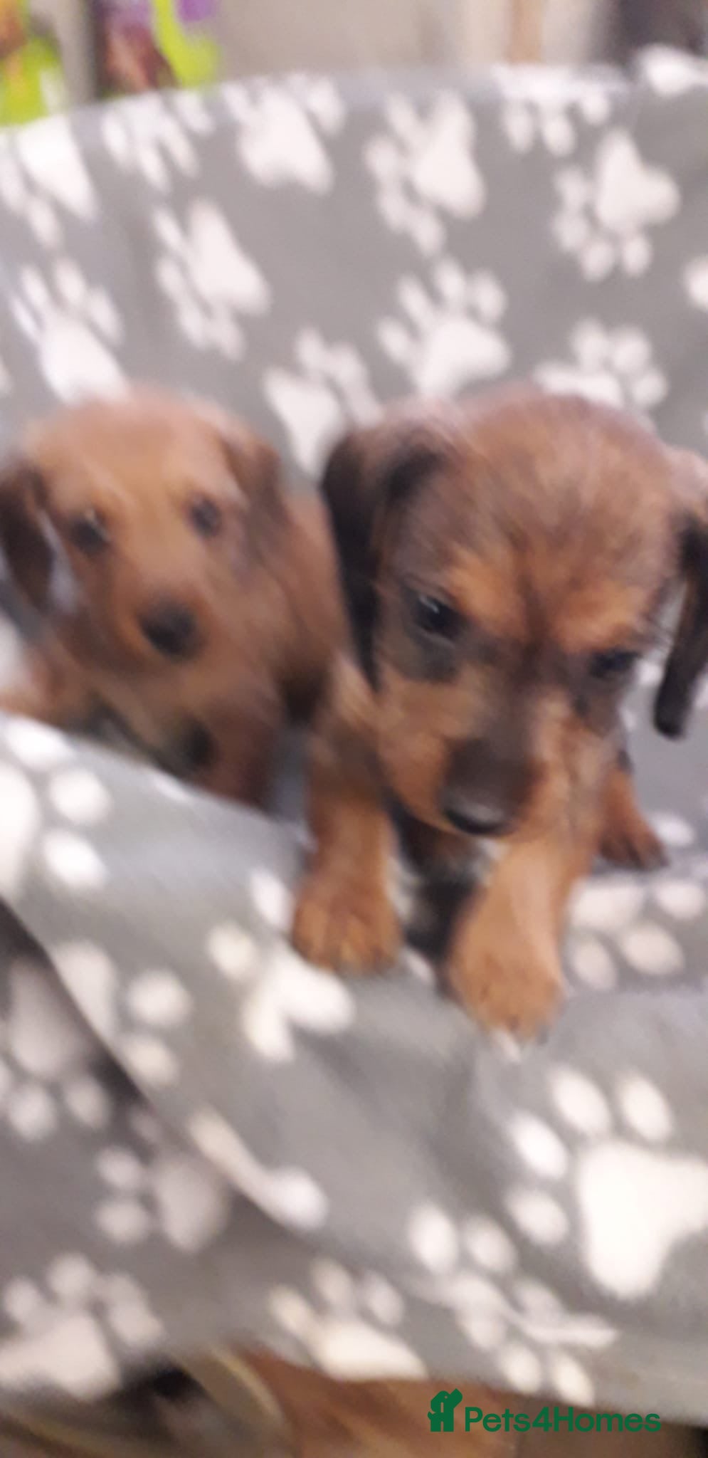 Dachshund dogs 2 Dachshund puppies for sale, ready to leave!  - Advert 8