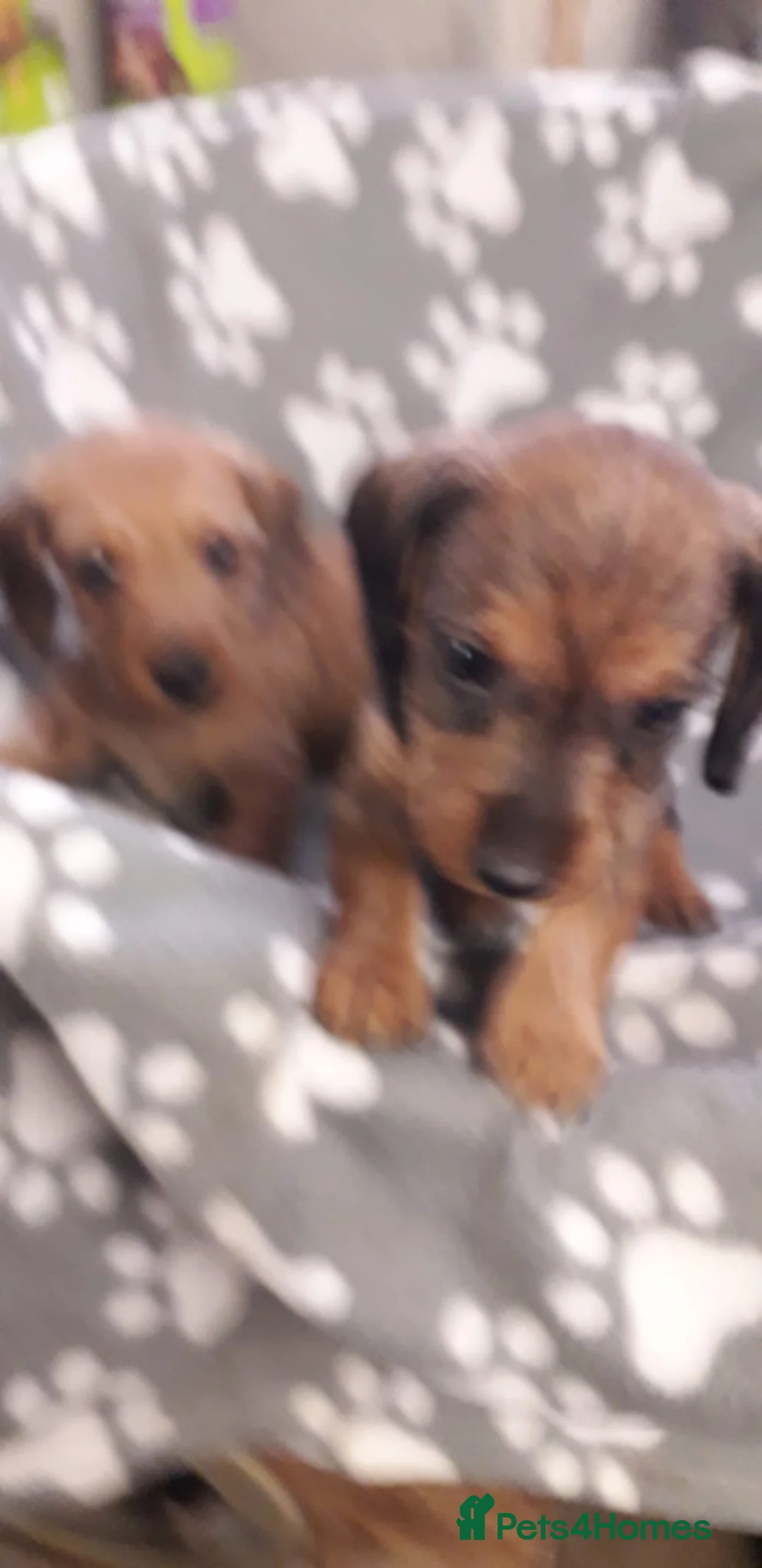 Dachshund dogs for sale: 2 Dachshund puppies for sale, ready to leave!  in Leeds - Advert 1