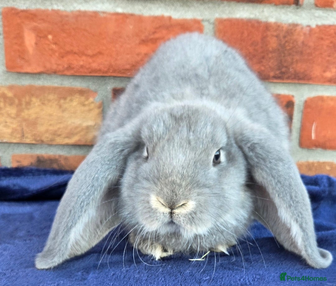 French Lop rabbits for sale: Beautiful French Lops - Image 13