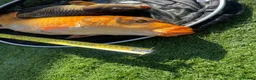 Koi Carp fish for sale: Carp koi 40cm others 58-60cm+ ready to go  - Advert 14