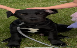 Mixed Breed dogs for sale: Name is tux - Image 4