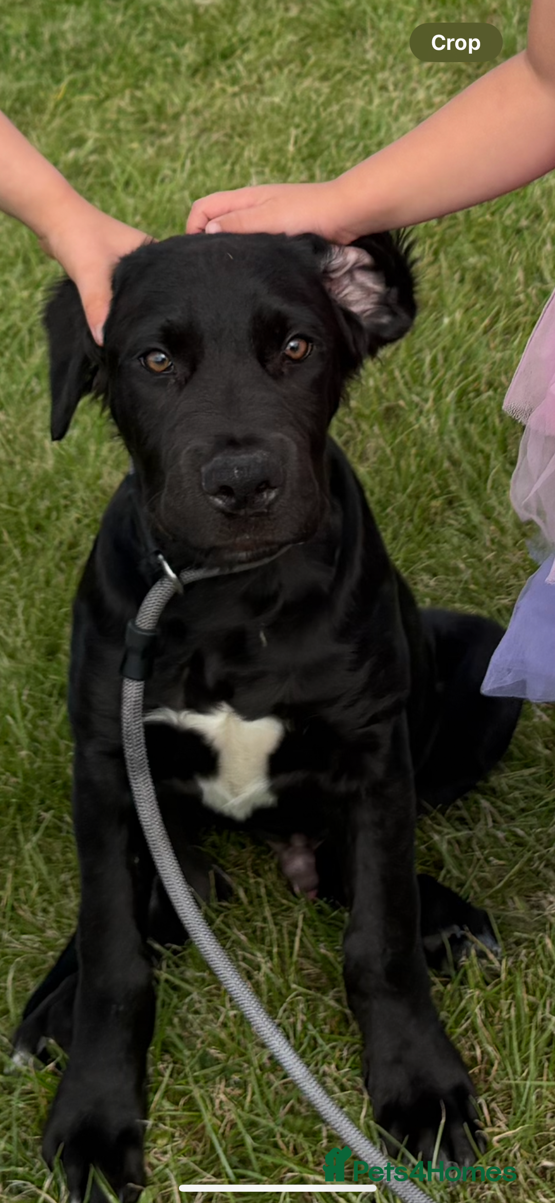 Mixed Breed dogs for sale: Name is tux - Image 4