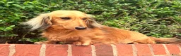 Miniature Dachshund dogs for sale: Long haired miniature dachshunds  - Advert 20