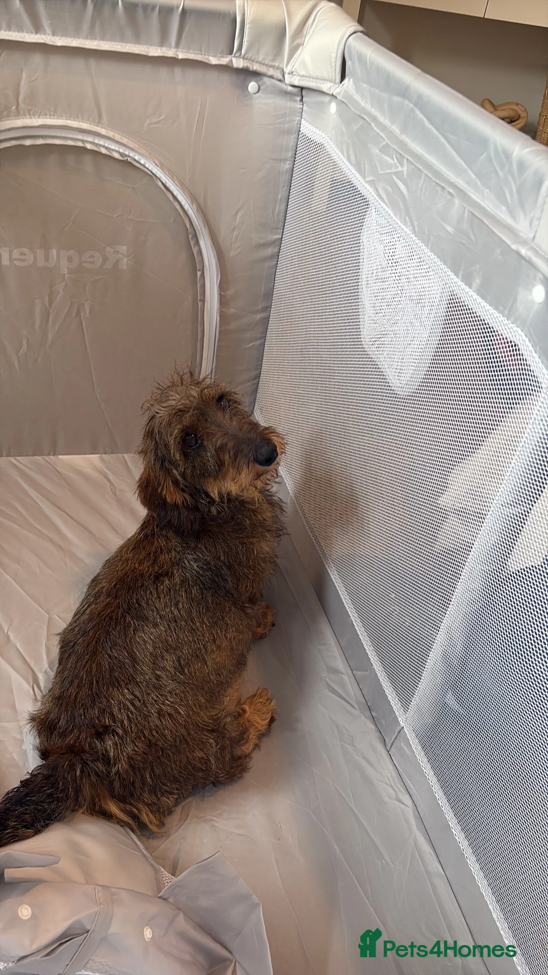 Doxiepoo dogs for sale: 5 beautiful doxipoo puppies🐾 - Advert 5