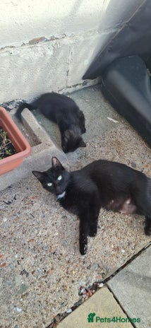 Mixed Breed cats - Advert 13