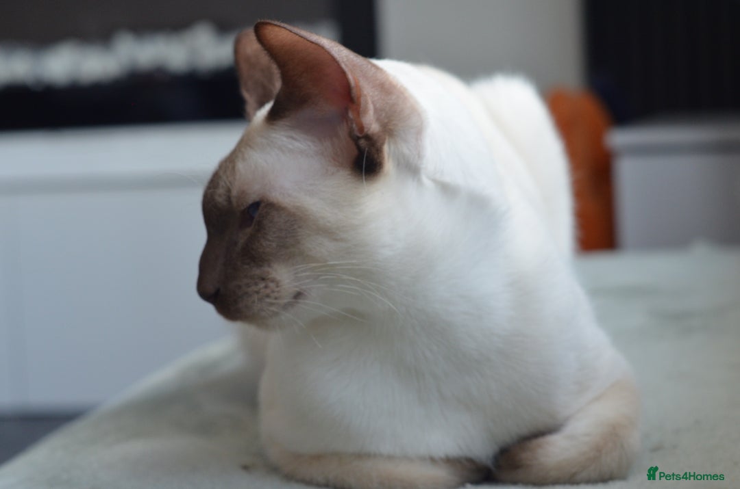 Siamese cats for stud: GORGEOUS WEDGEHEAD TYPE SIAMESE STUD - Image 13