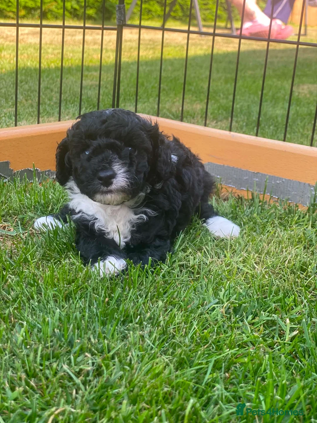 Toy Poodle dogs for sale: Tiny toy boy tuxedo parti kc poodle  in Choppington - Advert 1