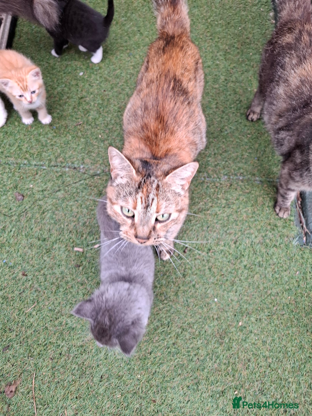 Mixed Breed cats for sale: 2 Male 8 week old kittens  - Image 14
