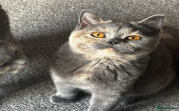 British Shorthair cats for sale: 2 stunning kittens  - Image 6