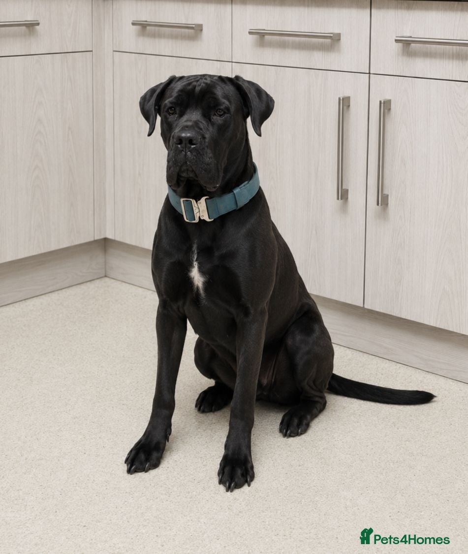 Mixed Breed dogs Cane Corso x Dobermann puppies expected. - Advert 8
