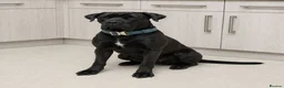 Mixed Breed dogs for sale: Cane Corso x Dobermann puppies expected. in Colchester - Advert 1
