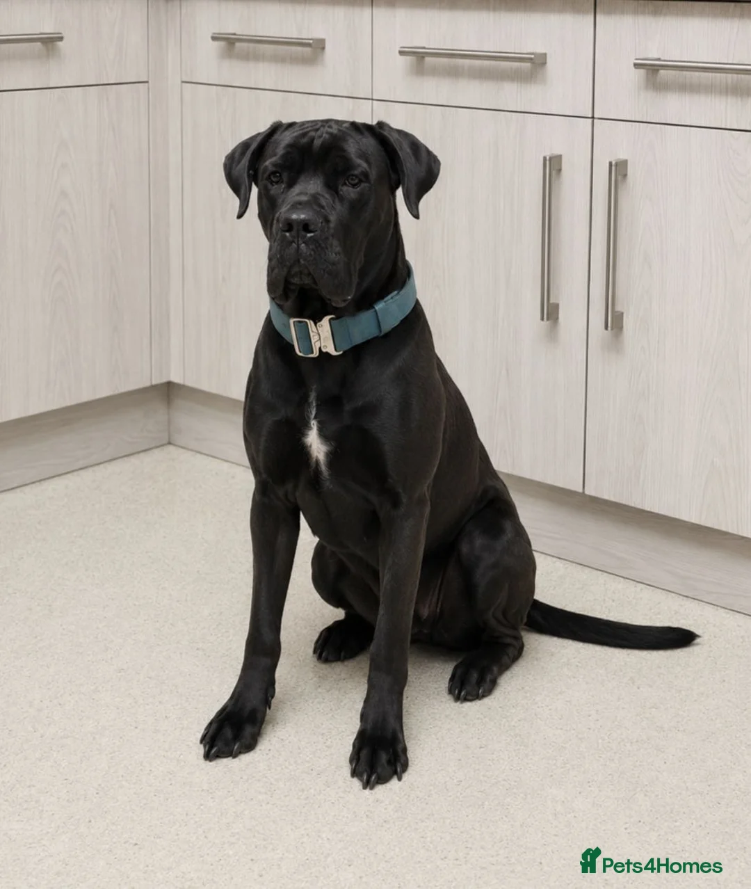 Mixed Breed dogs for sale: Cane Corso x Dobermann puppies expected. in Colchester - Advert 1