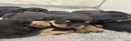 Rottweiler dogs for sale: KC Rottie puppies  - Advert 5
