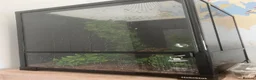 Gecko reptiles for sale: Make gargoyle gecko with tank in Westcliff-on-Sea - Advert 2