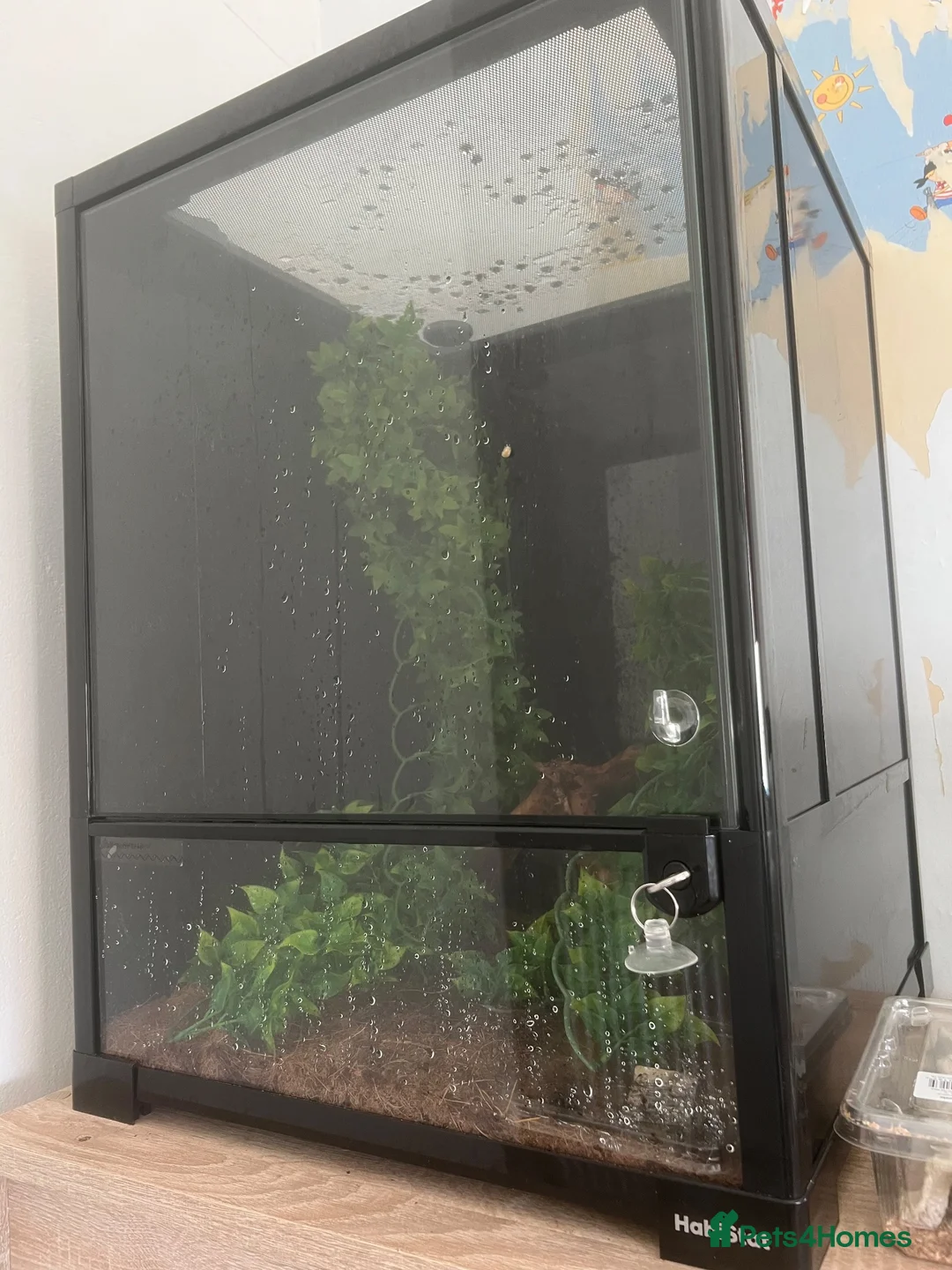 Gecko reptiles for sale: Make gargoyle gecko with tank in Westcliff-on-Sea - Advert 2