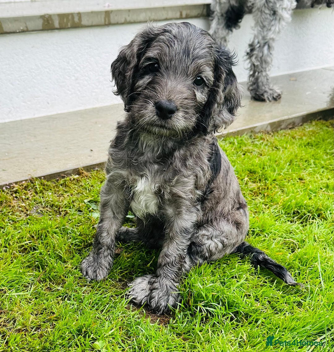 Cockapoo dogs for sale: Beautiful Cockapoo Puppies - Image 8