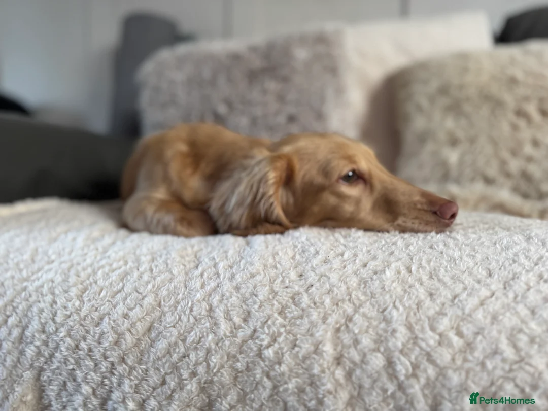 Miniature Dachshund dogs for sale: Miniature dachshund  - Advert 2