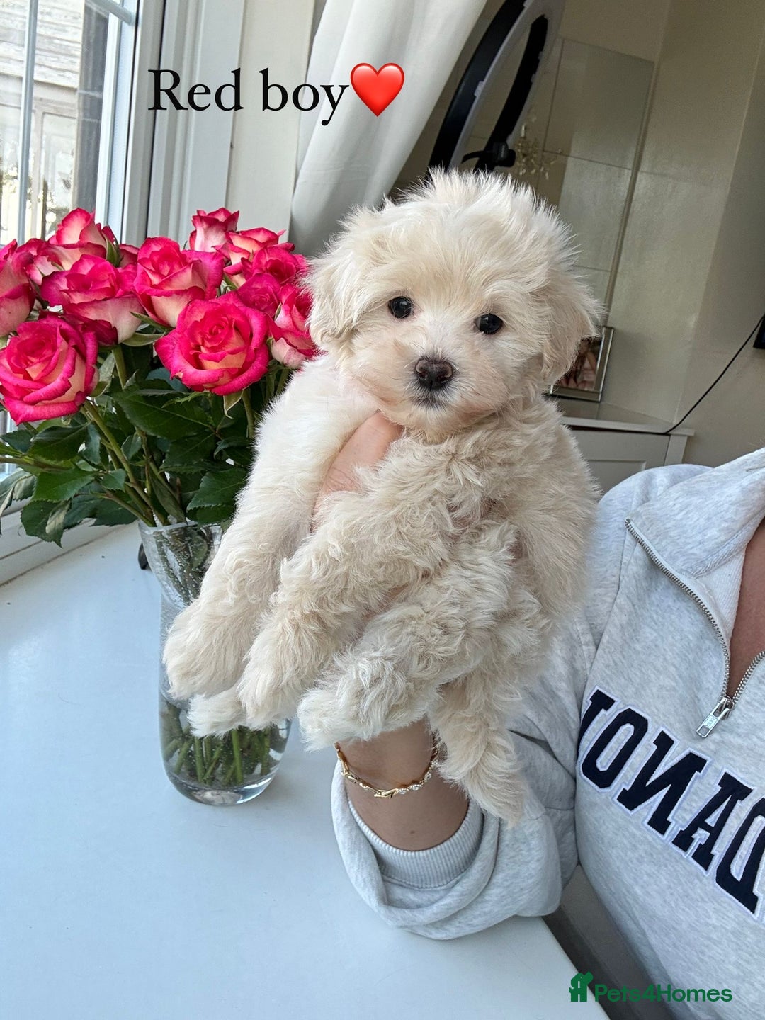 Maltipoo dogs for sale: F1 Maltipoos KC reg health tested parent - Image 3