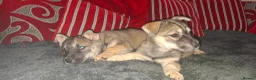 Mixed Breed dogs for sale: Siberian husky + Rus A Pei - Advert 5