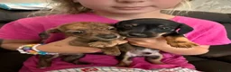 Jackshund dogs for sale: Tiny beautiful Jackhund puppies 🐶  - Advert 10