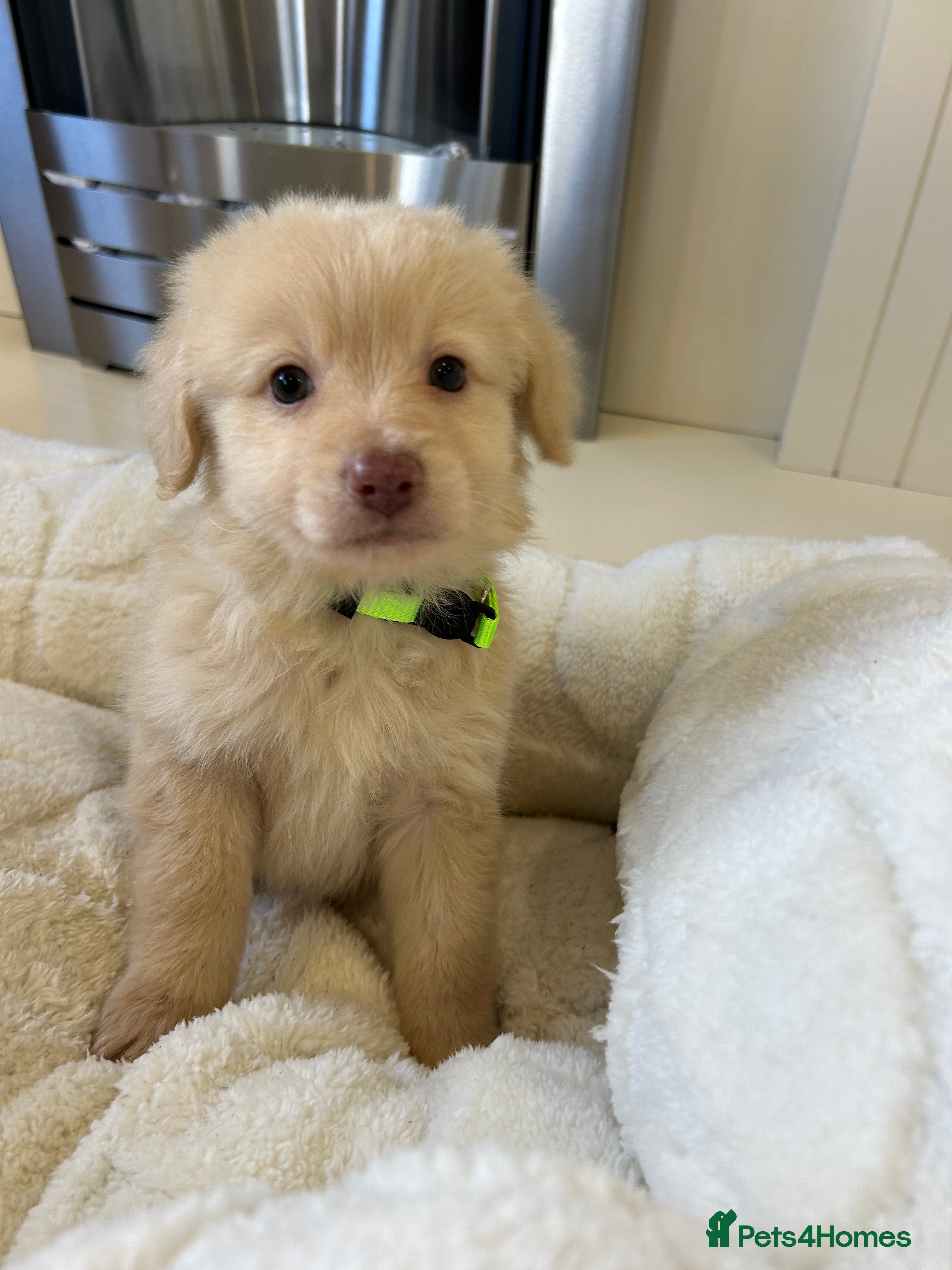 Mixed Breed dogs Pomapoos ready now !!! - Advert 8