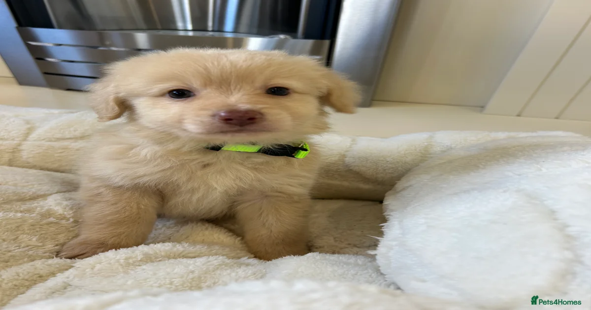 Pomerania Puppies for sale | Pets4Homes