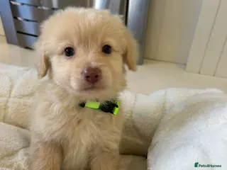 Mixed Breed dogs Pomapoos ready now !!! - Advert 8